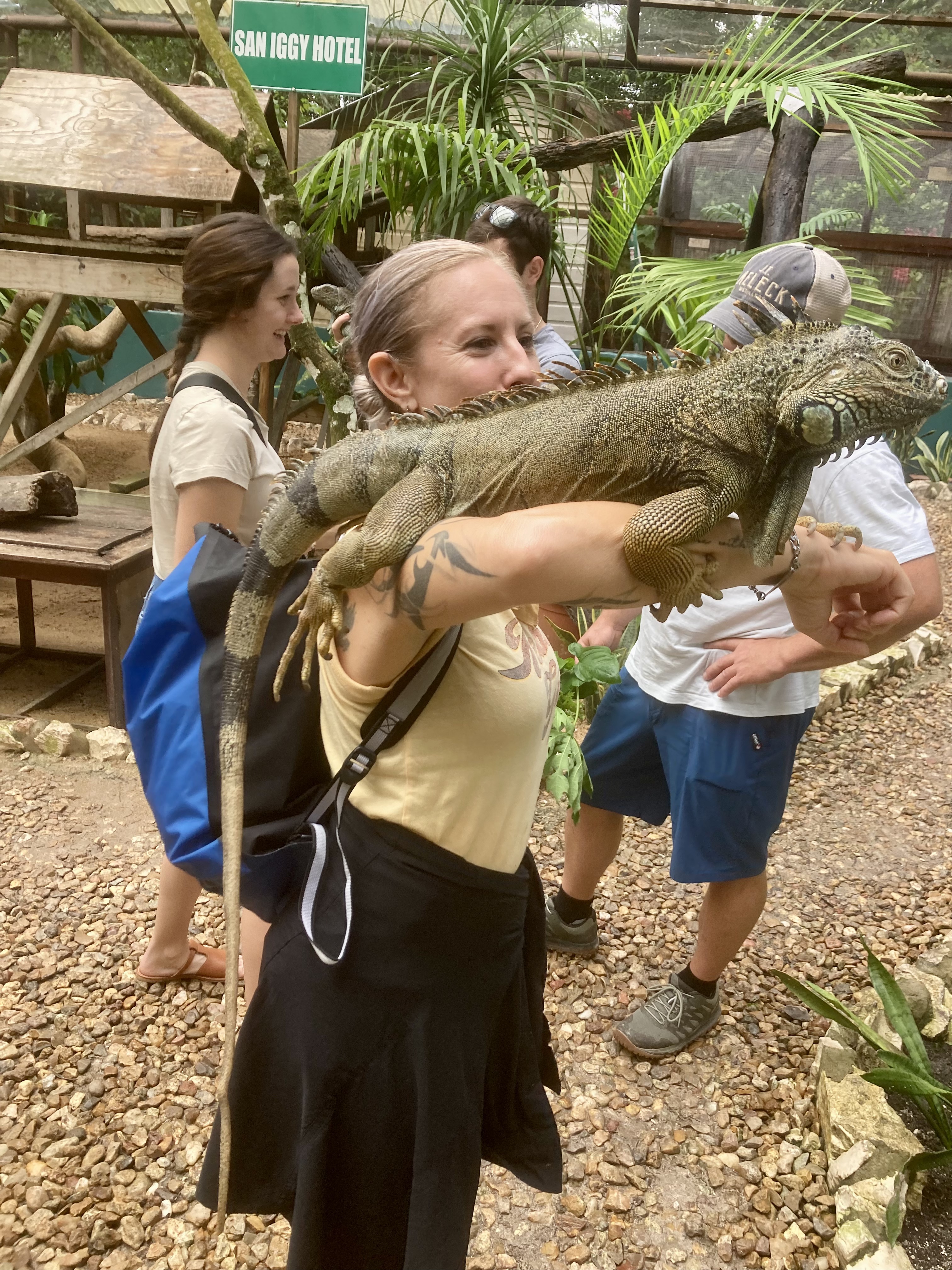 Male green iguana, Green Iguana Conservation Project