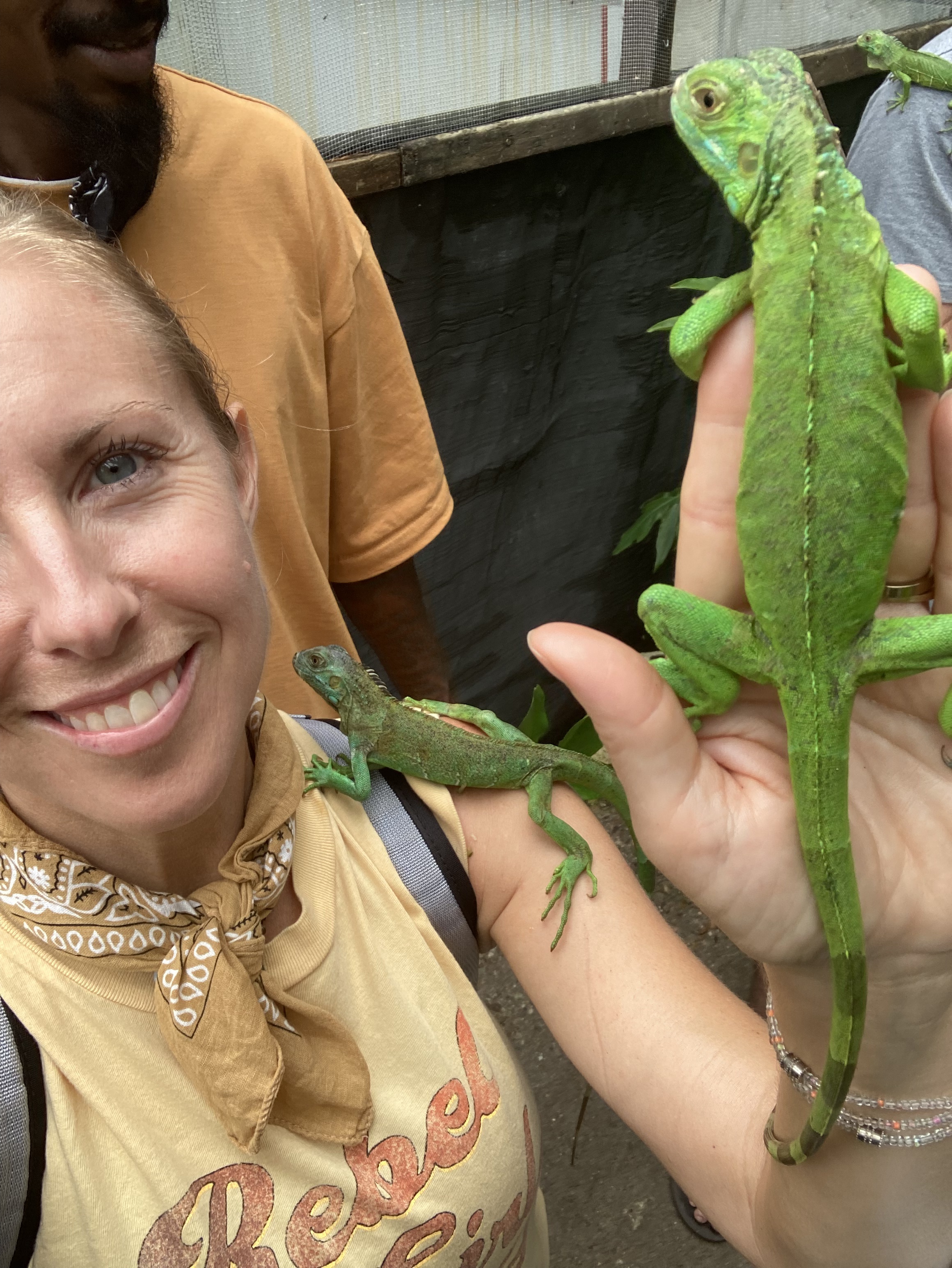 Green Iguana Conservation Project